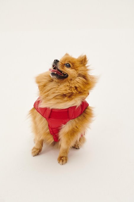 Jott New In Rouge Cani Piumino Woop